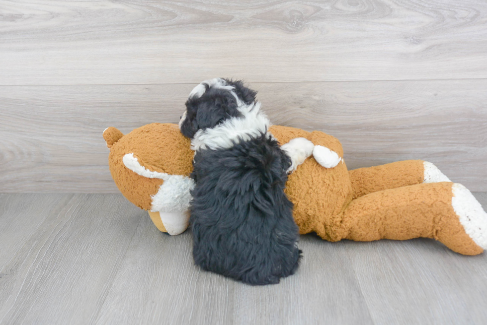 Mini Aussiedoodle Pup Being Cute