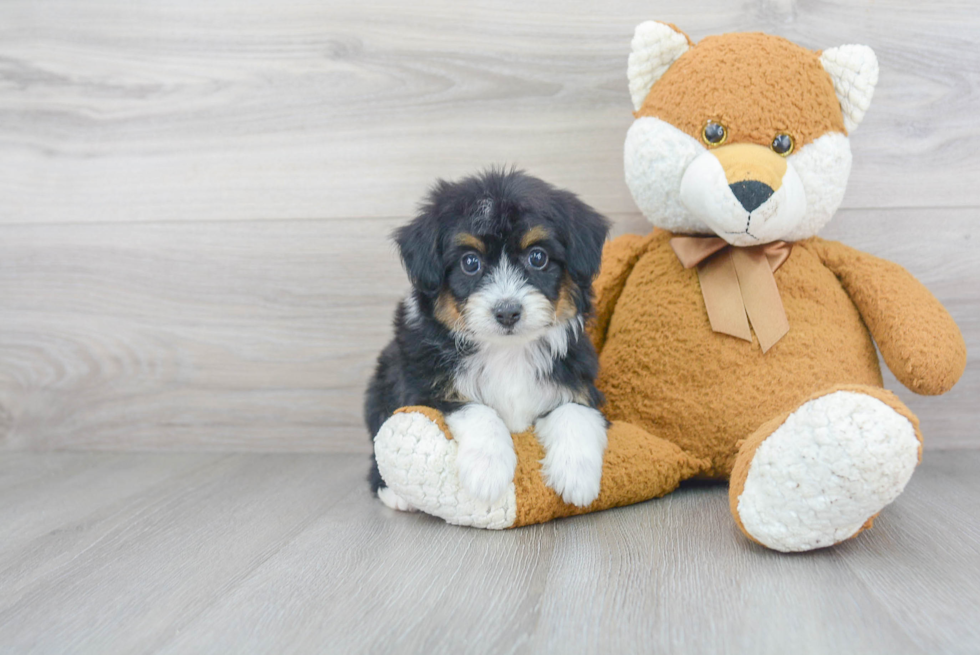 Playful Aussiepoo Poodle Mix Puppy