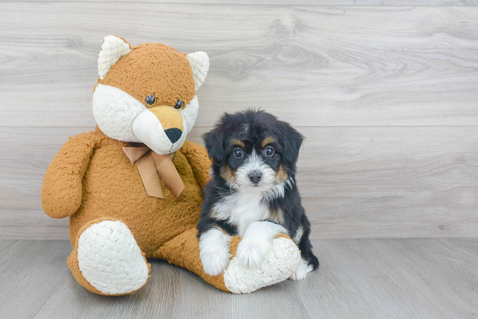 Happy Mini Aussiedoodle Baby