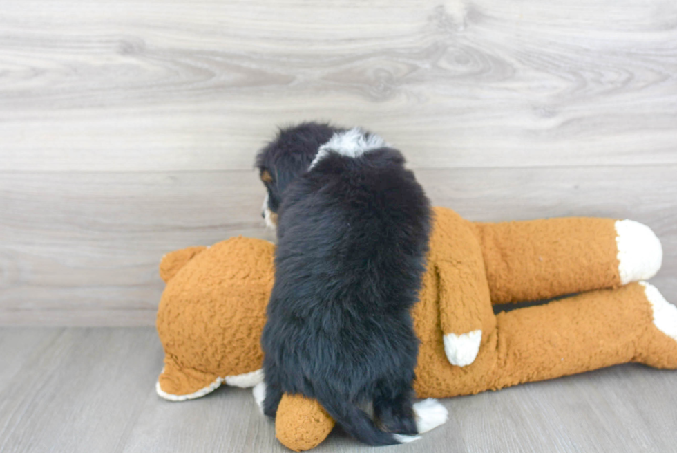 Fluffy Mini Aussiedoodle Poodle Mix Pup