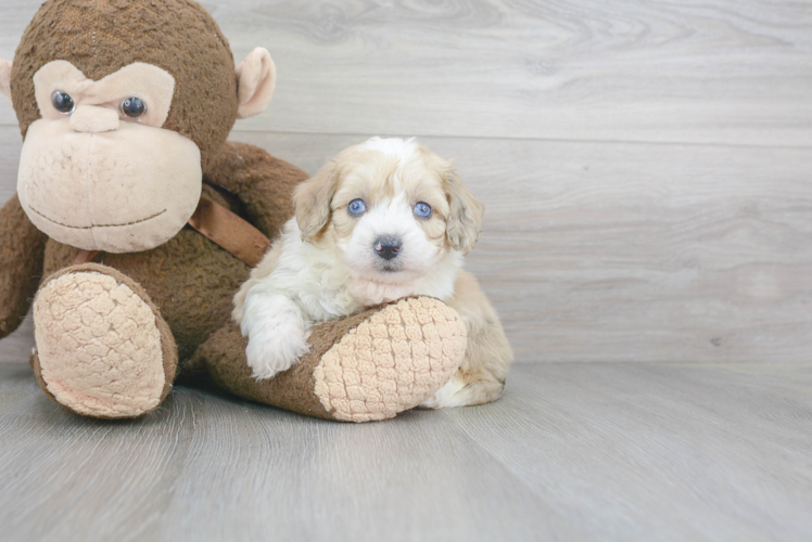 Playful Aussiepoo Poodle Mix Puppy