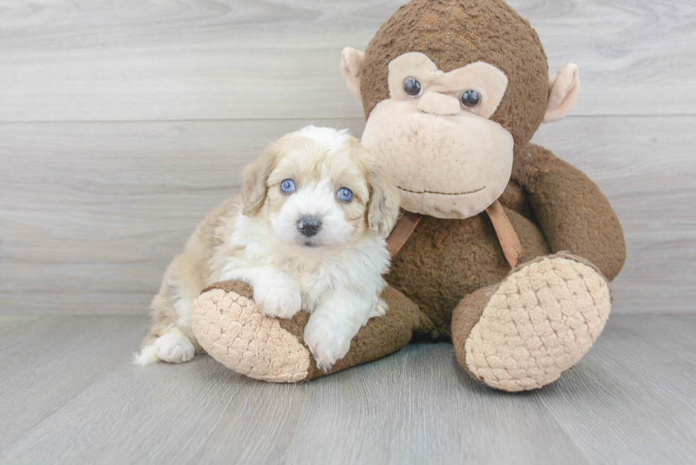 Sweet Mini Aussiedoodle Baby