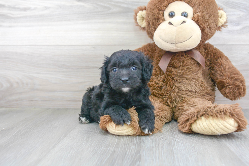 Mini Aussiedoodle Puppy for Adoption