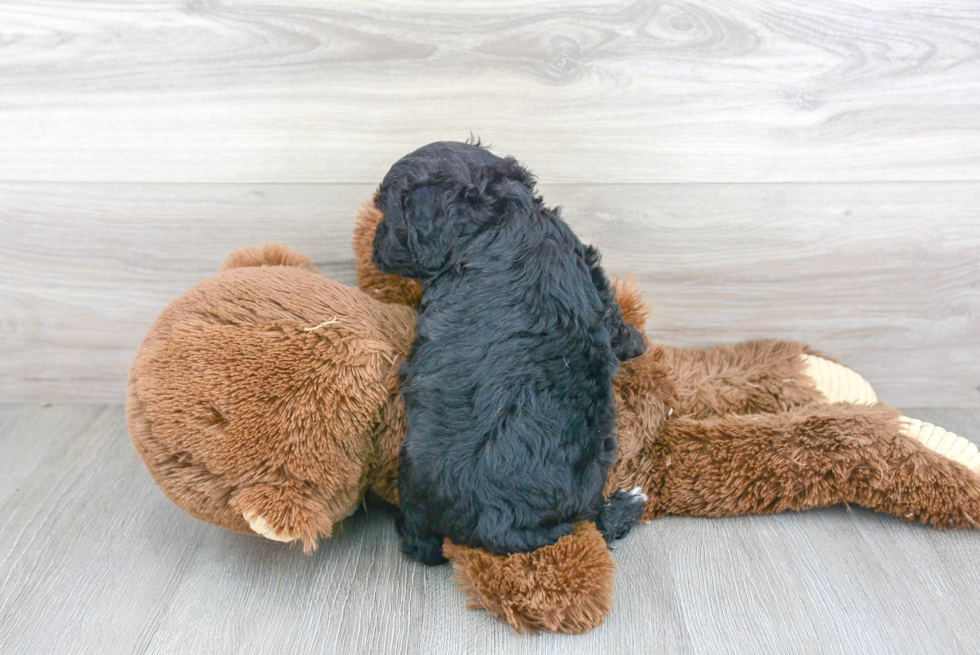 Playful Aussiepoo Poodle Mix Puppy