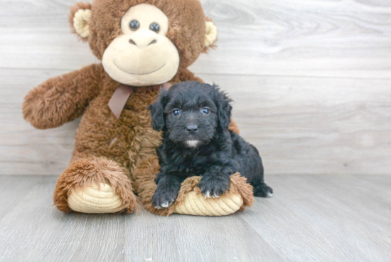 Mini Aussiedoodle Pup Being Cute