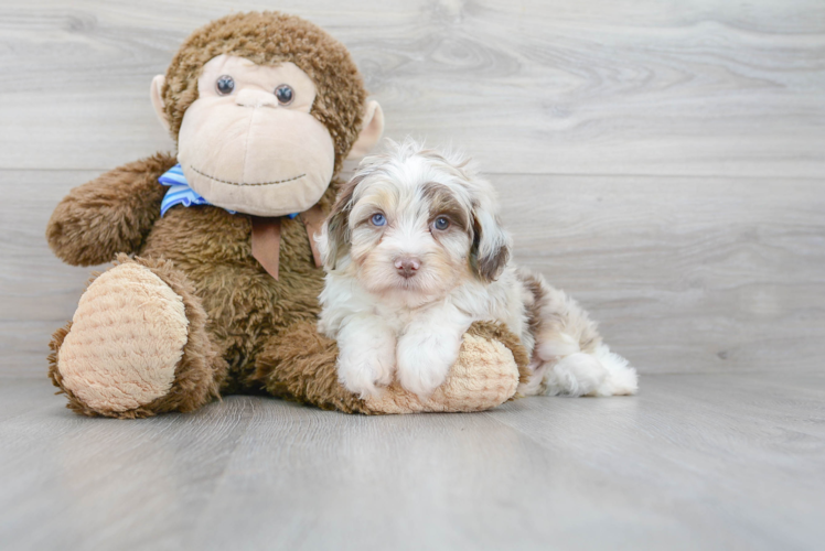 Petite Mini Aussiedoodle Poodle Mix Pup