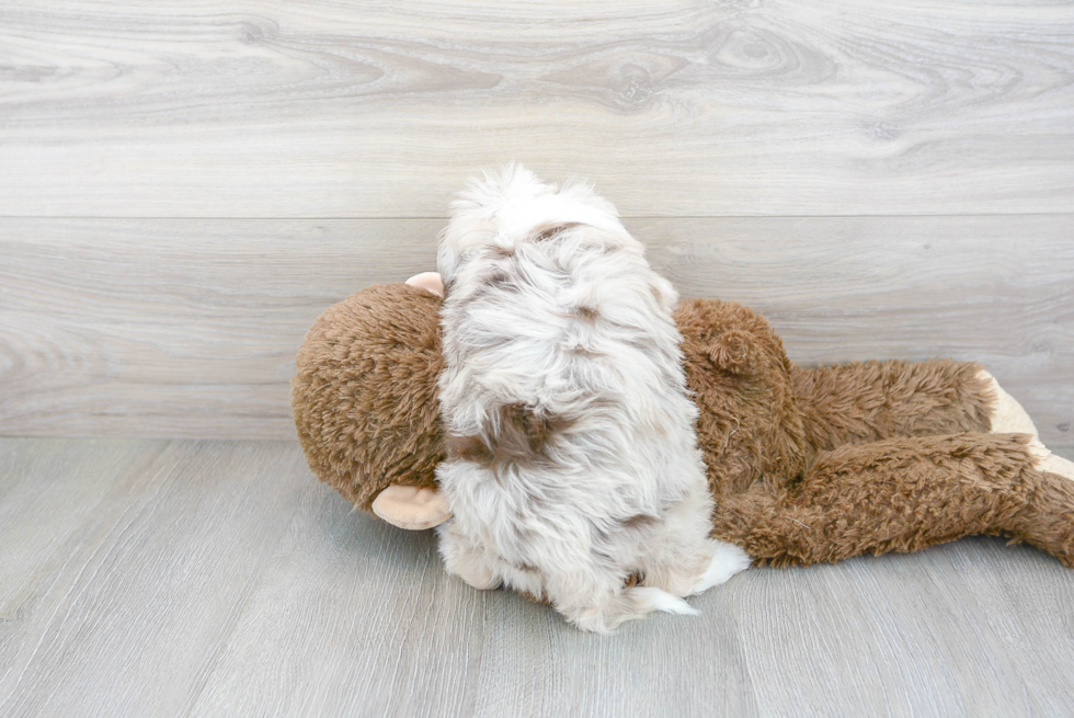 Popular Mini Aussiedoodle Poodle Mix Pup