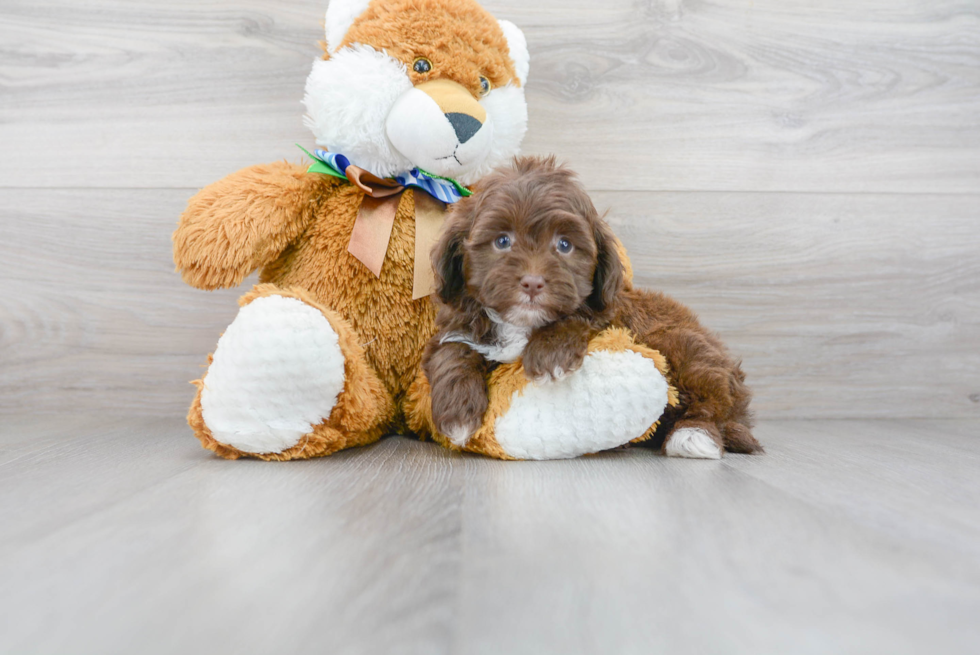 Happy Mini Aussiedoodle Baby