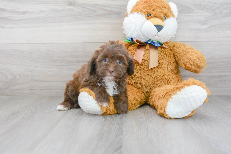 Playful Aussiepoo Poodle Mix Puppy