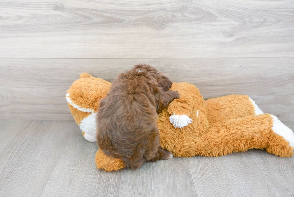 Small Mini Aussiedoodle Baby