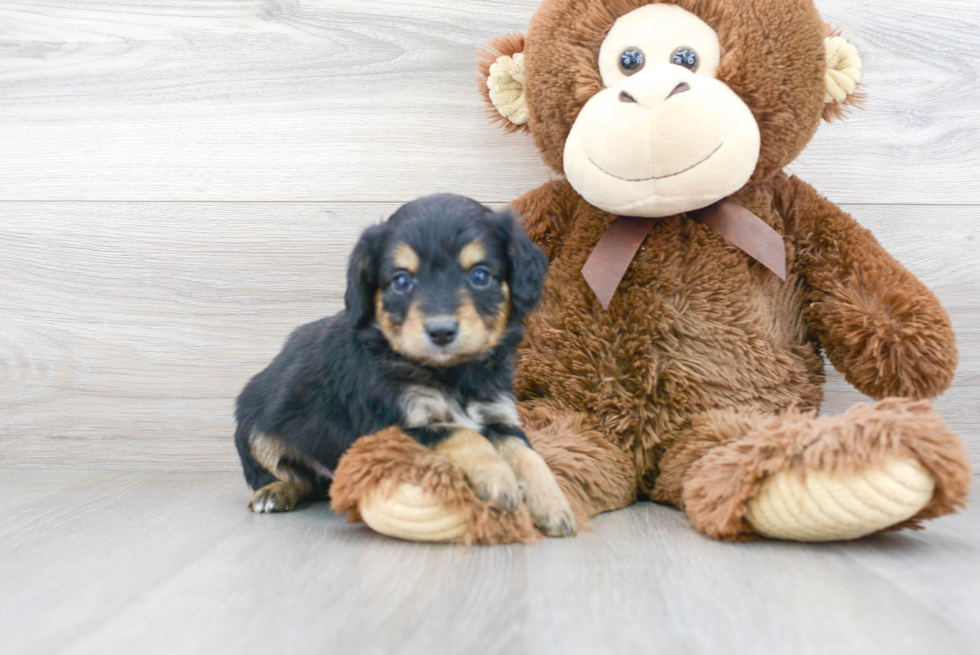 Little Aussiepoo Poodle Mix Puppy