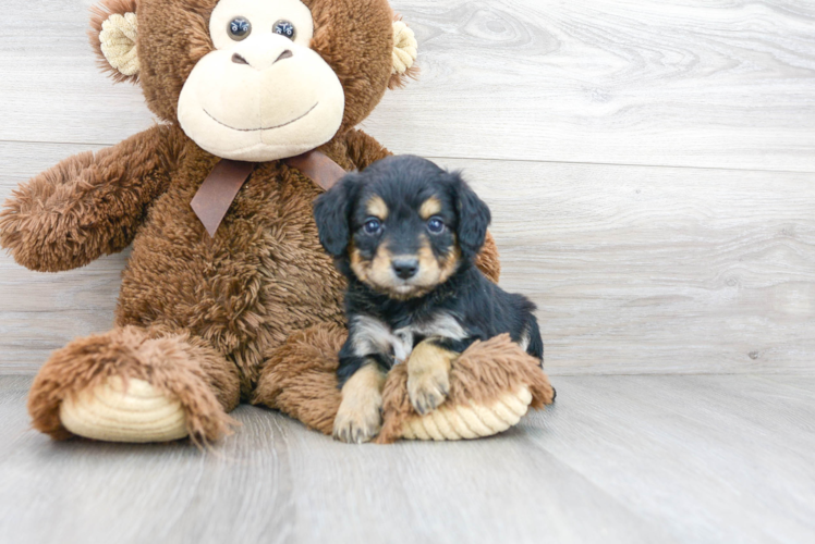 Petite Mini Aussiedoodle Poodle Mix Pup