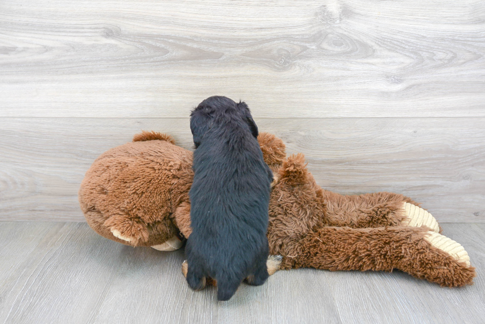 Best Mini Aussiedoodle Baby