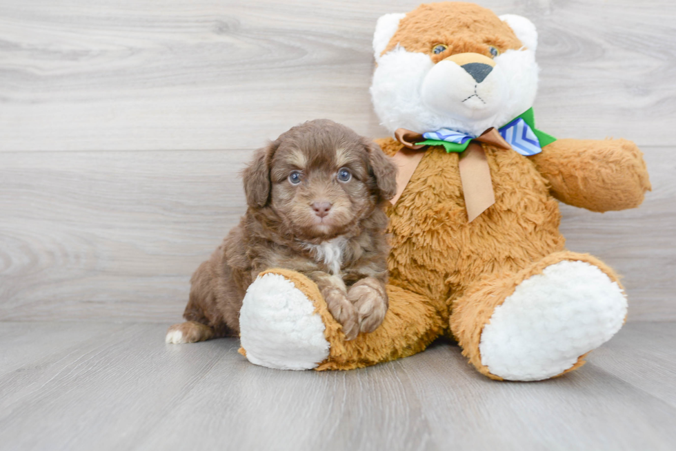 Energetic Aussiepoo Poodle Mix Puppy