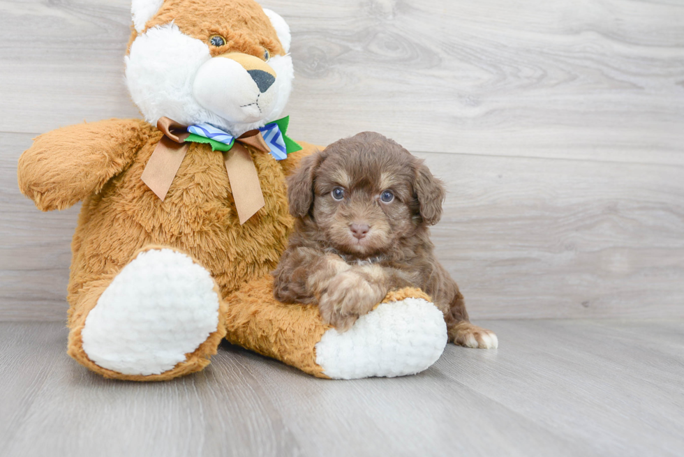 Playful Aussiepoo Poodle Mix Puppy