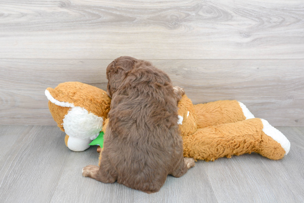 Energetic Aussiepoo Poodle Mix Puppy