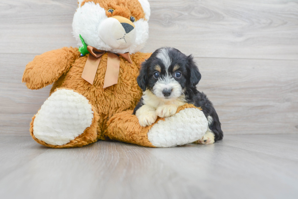 Adorable Aussiepoo Poodle Mix Puppy