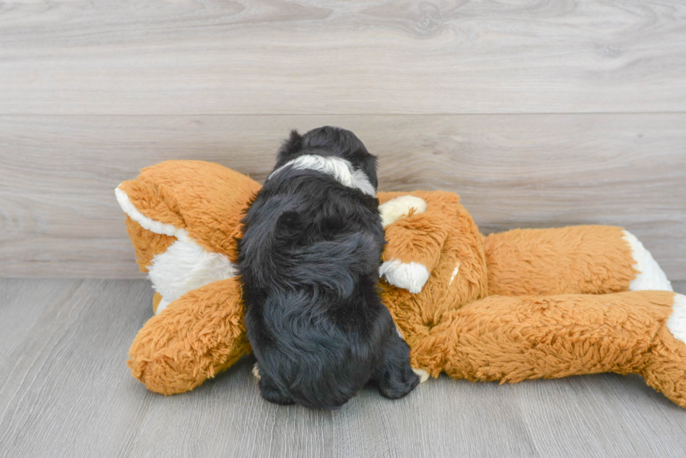 Mini Aussiedoodle Puppy for Adoption