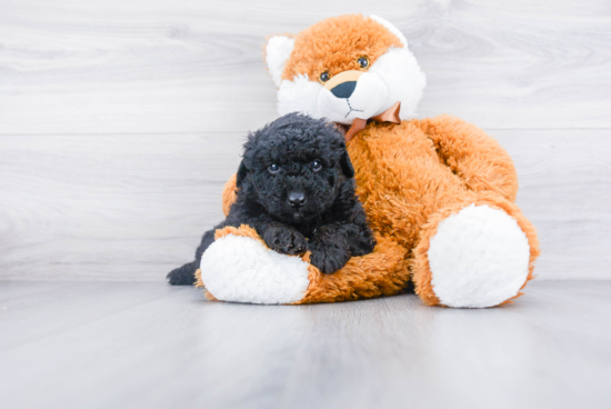 Petite Mini Aussiedoodle Poodle Mix Pup