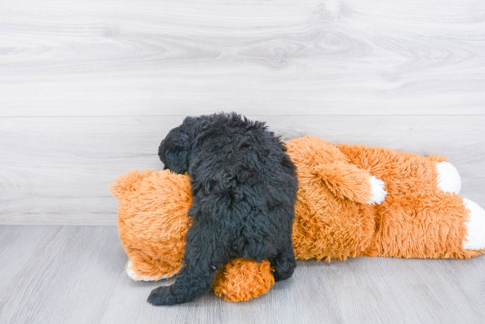 Cute Mini Aussiedoodle Baby