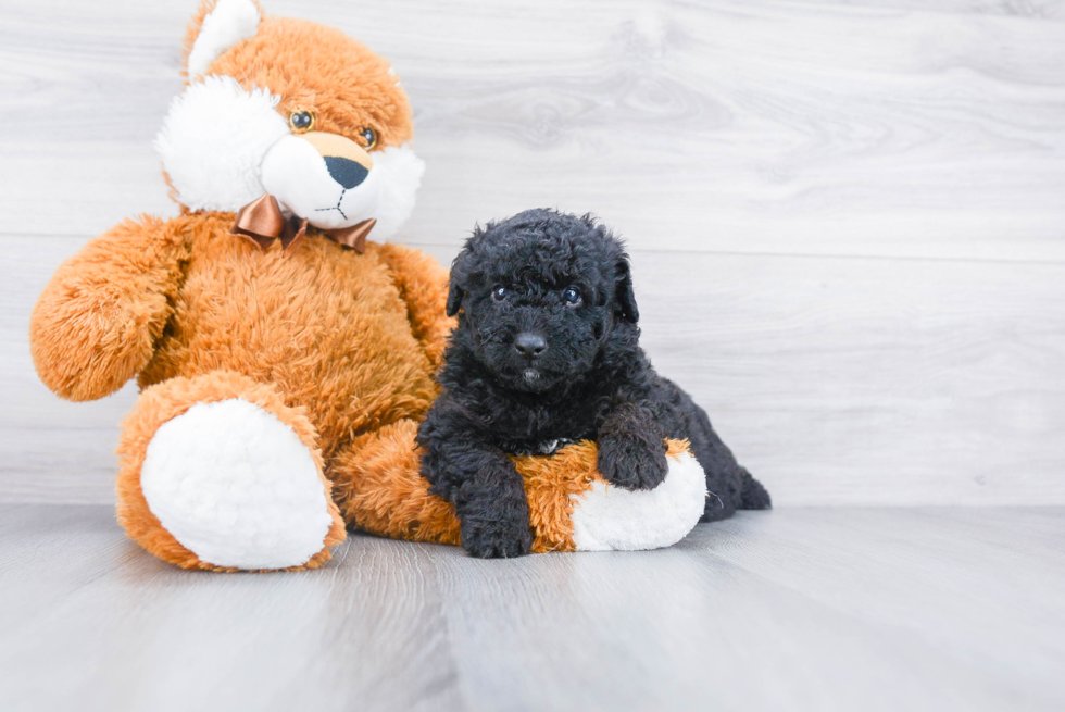 Best Mini Aussiedoodle Baby