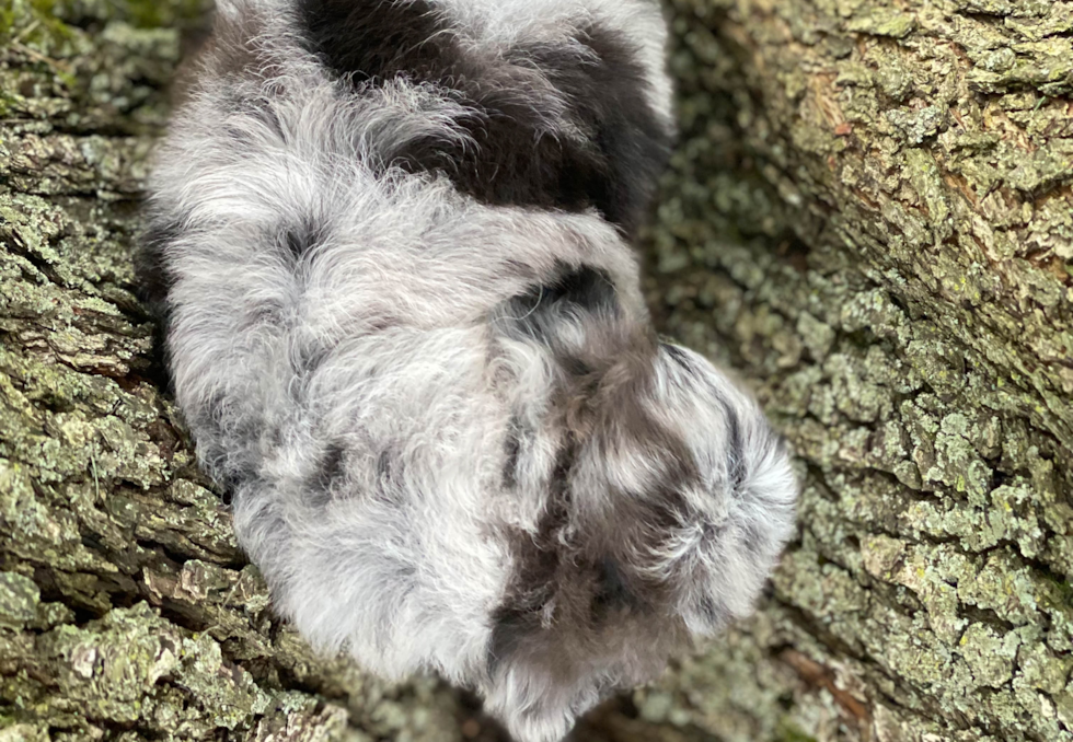 Cute Mini Aussiedoodle Baby