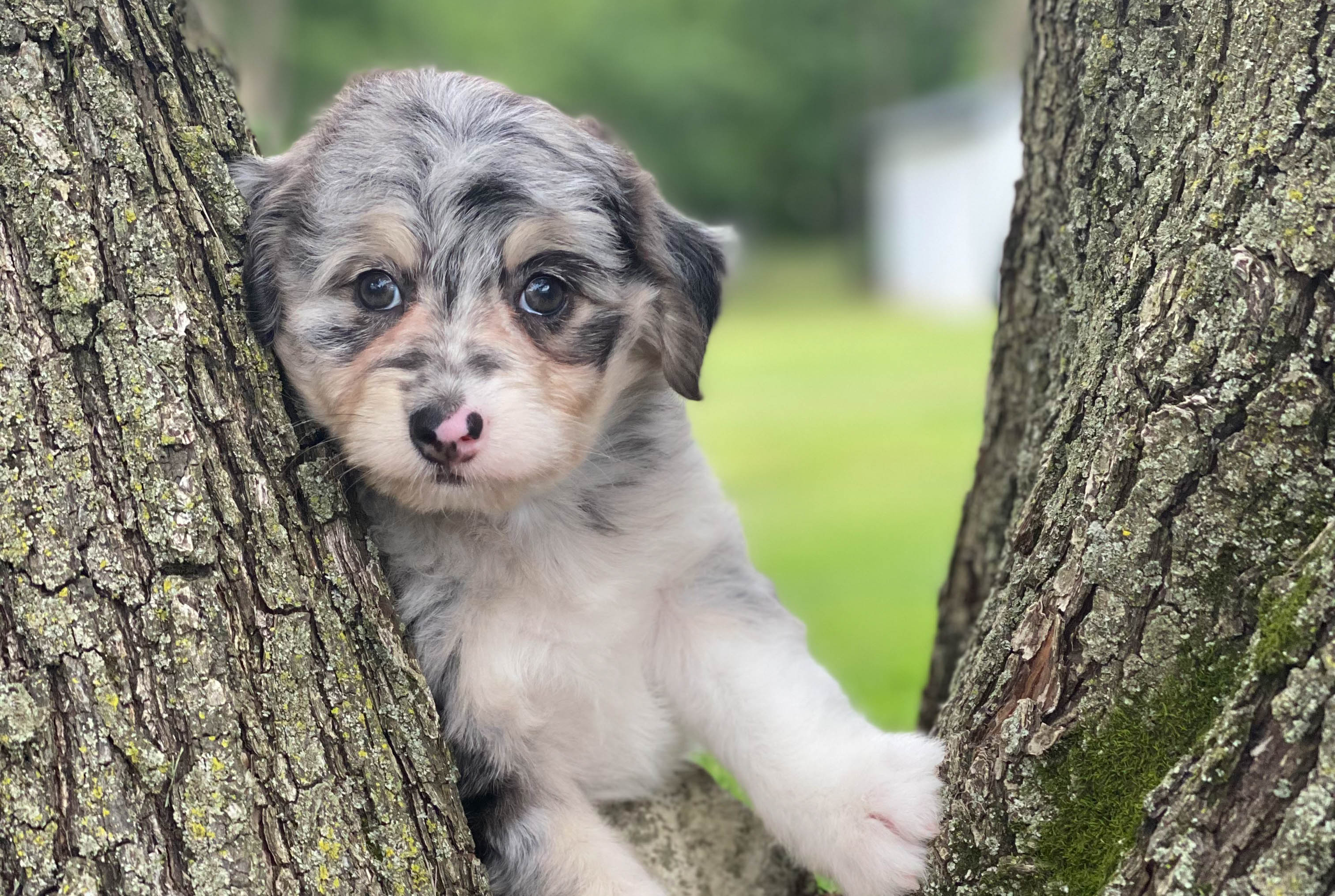 Adorable Aussiepoo Poodle Mix Puppy
