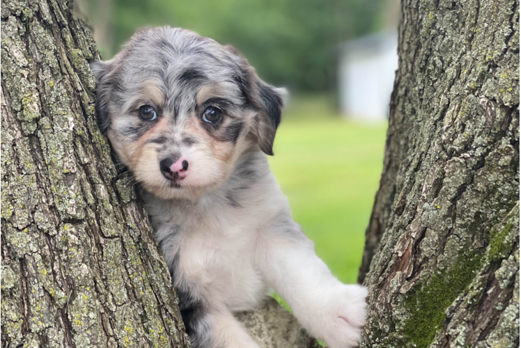 Adorable Aussiepoo Poodle Mix Puppy