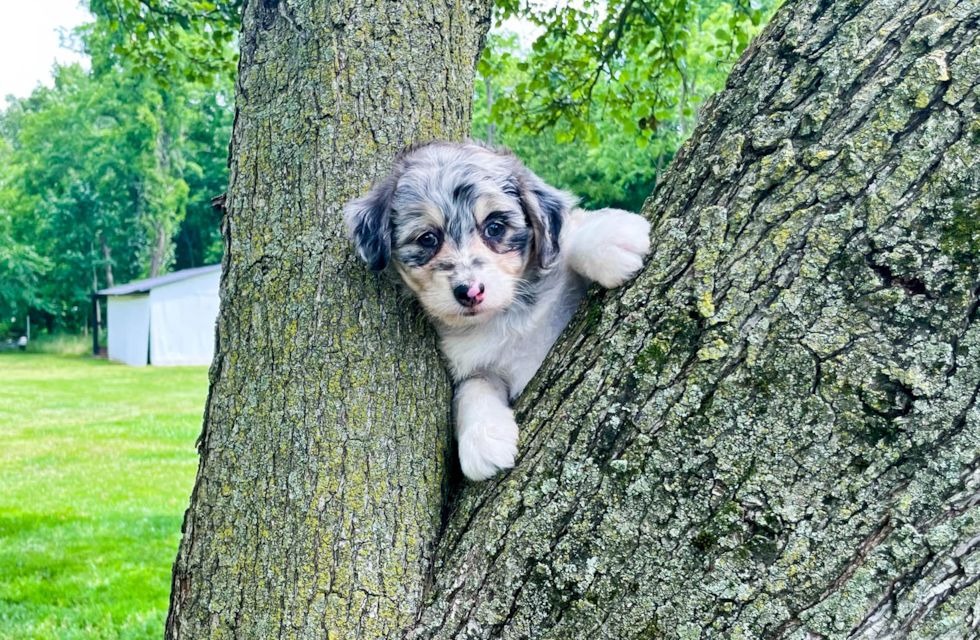 Mini Aussiedoodle Pup Being Cute