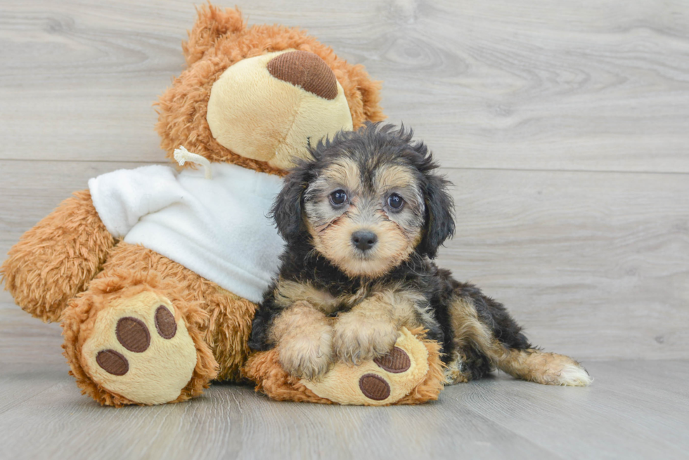 Small Mini Aussiedoodle Baby