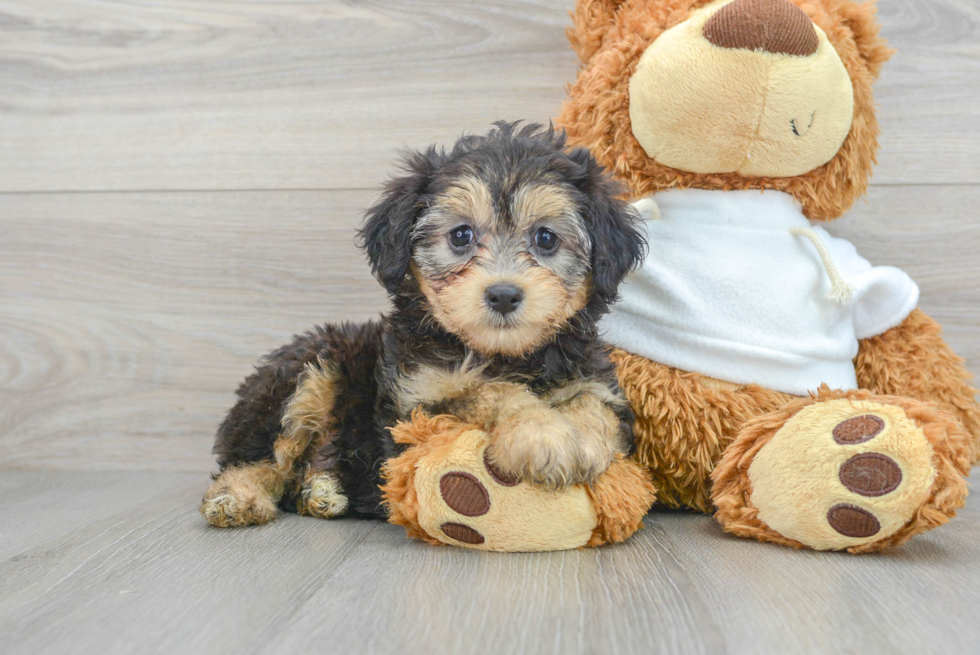 Best Mini Aussiedoodle Baby