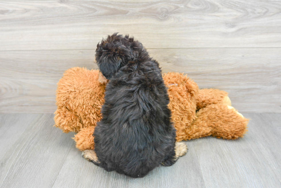 Mini Aussiedoodle Pup Being Cute