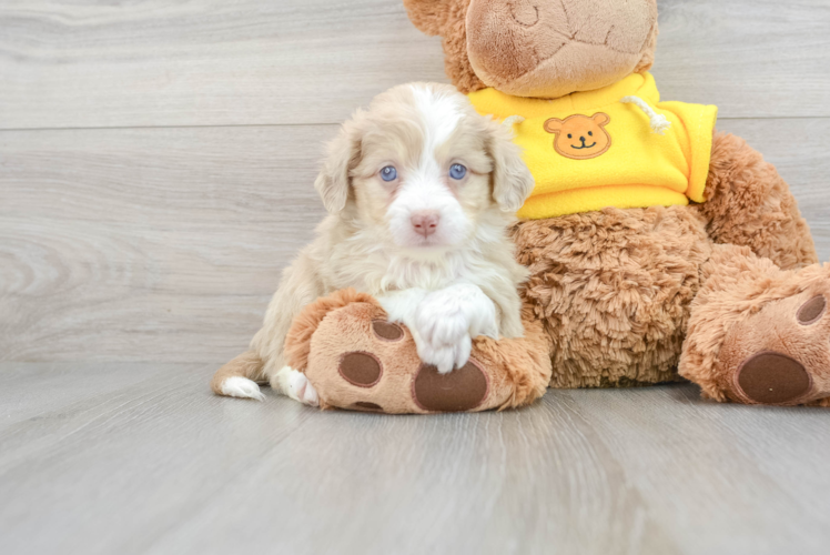 Sweet Mini Aussiedoodle Baby