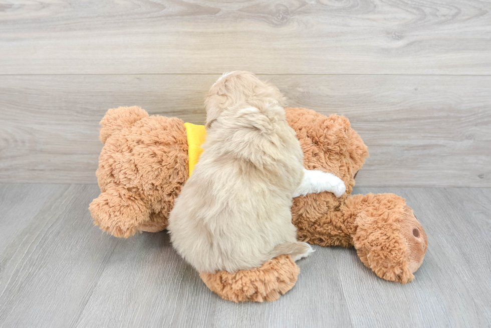 Funny Mini Aussiedoodle Poodle Mix Pup