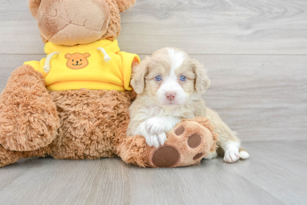 Mini Aussiedoodle Puppy for Adoption