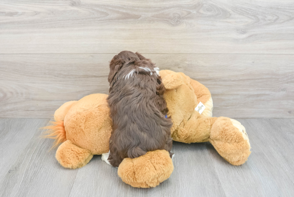 Best Mini Aussiedoodle Baby