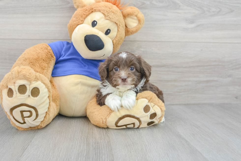 Mini Aussiedoodle Pup Being Cute