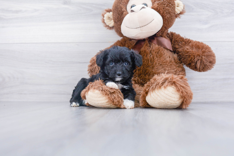 Cute Mini Aussiedoodle Baby