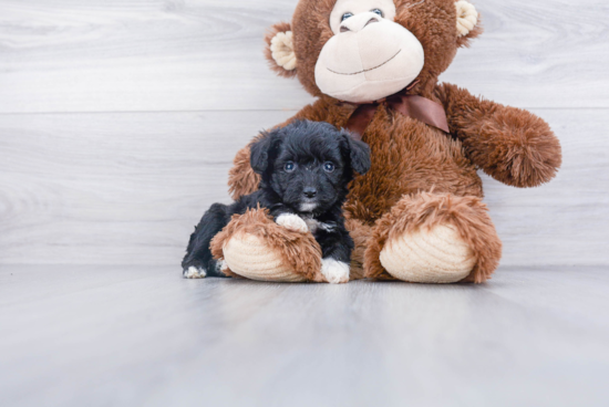 Cute Mini Aussiedoodle Baby