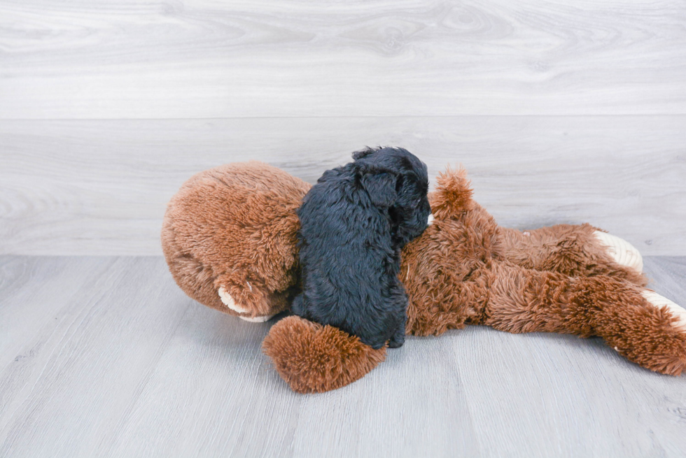 Smart Mini Aussiedoodle Poodle Mix Pup