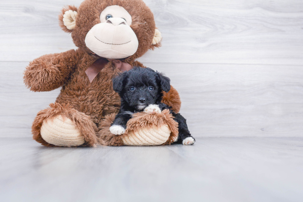 Mini Aussiedoodle Pup Being Cute