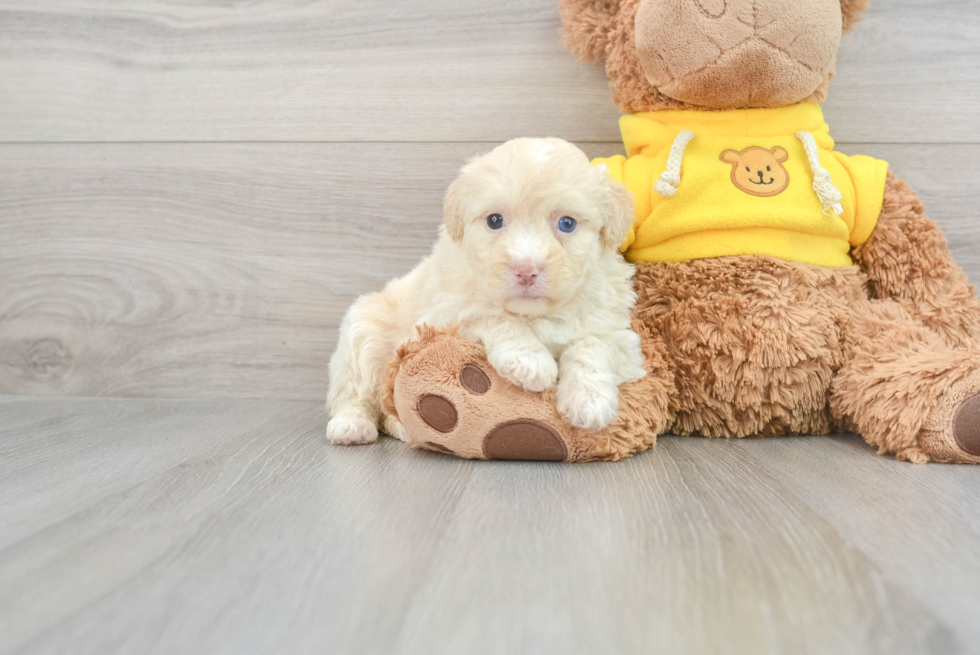 Popular Mini Aussiedoodle Poodle Mix Pup