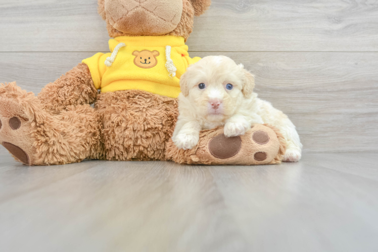 Hypoallergenic Aussiepoo Poodle Mix Puppy