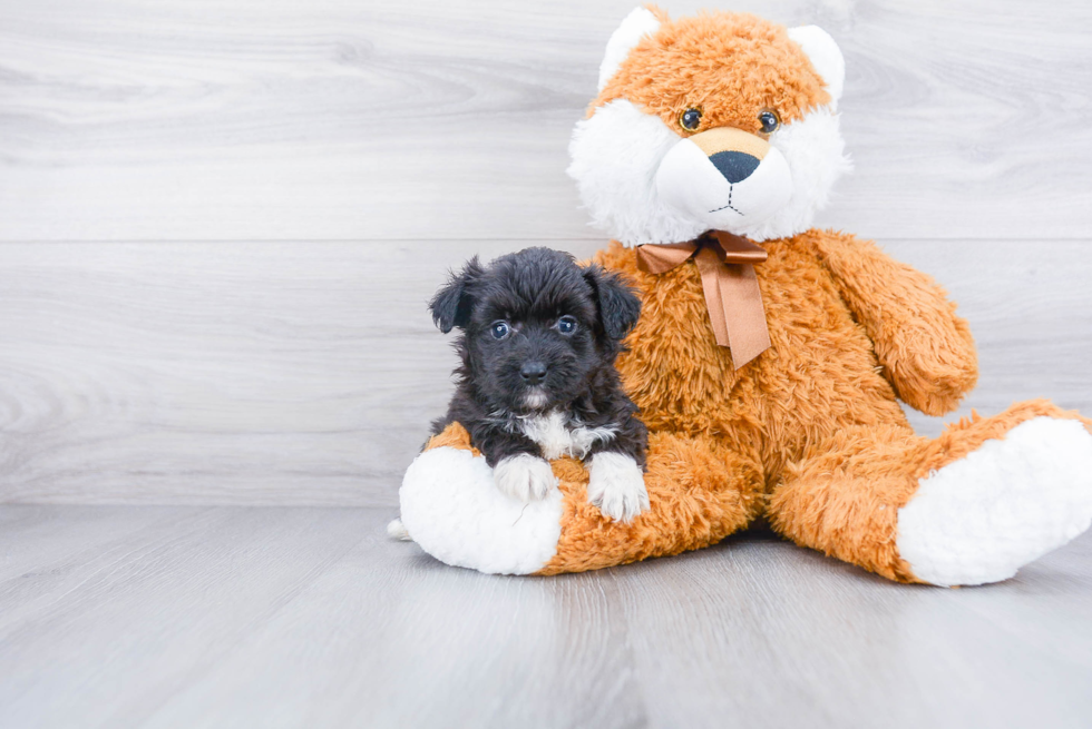 Mini Aussiedoodle Puppy for Adoption