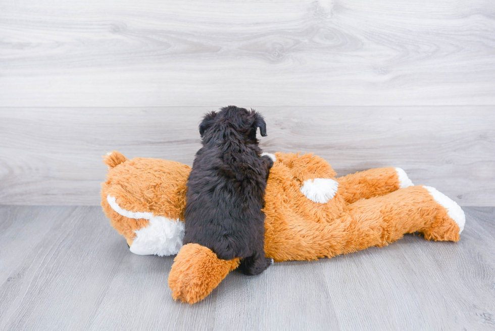 Hypoallergenic Aussiepoo Poodle Mix Puppy