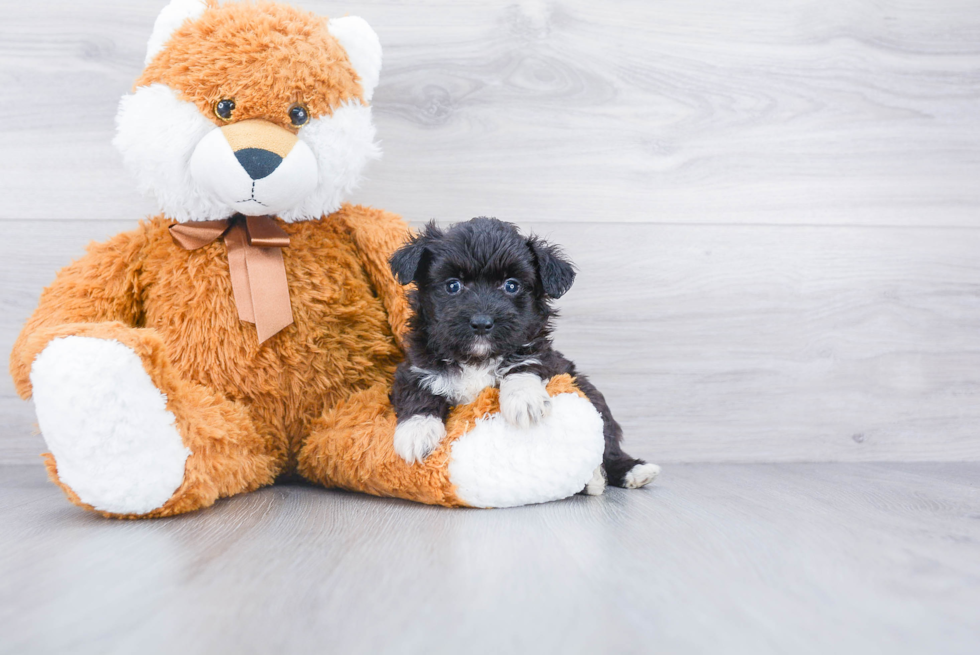 Best Mini Aussiedoodle Baby