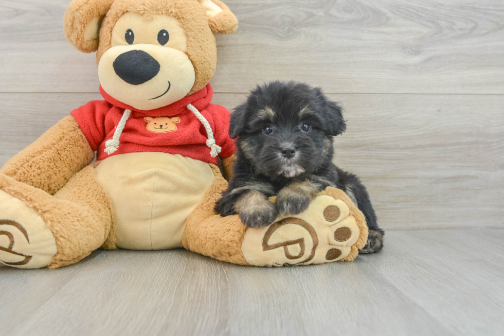 Best Mini Aussiedoodle Baby