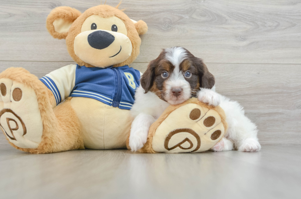 7 week old Mini Aussiedoodle Puppy For Sale - Premier Pups