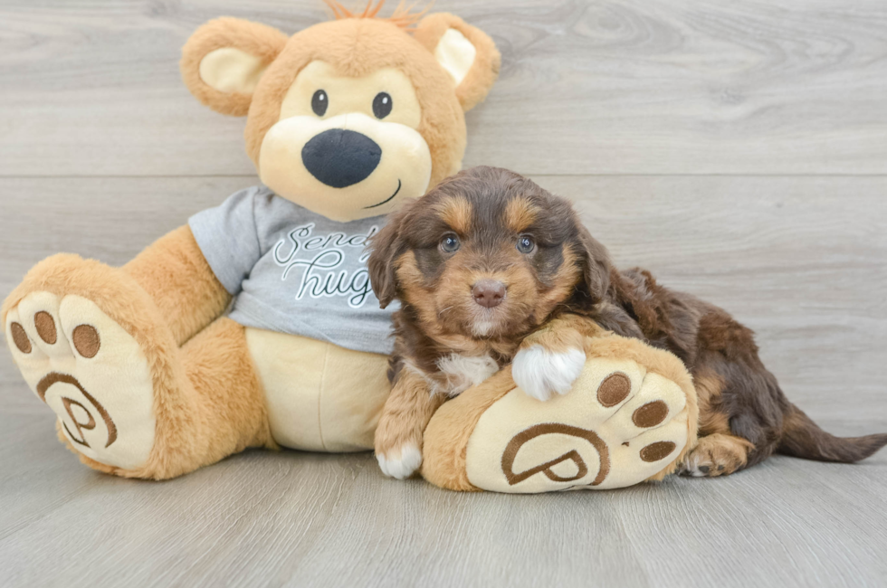 6 week old Mini Aussiedoodle Puppy For Sale - Premier Pups