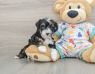 7 week old Mini Aussiedoodle Puppy For Sale - Premier Pups